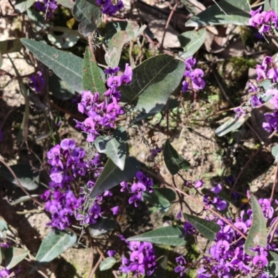 Hardenbergia violacea (False Sarsaparilla) at Chiltern, VIC - 7 Sep 2023 by KylieWaldon