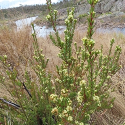 Micrantheum hexandrum (Box Micrantheum) at Bombay, NSW - 21 Sep 2023 by MatthewFrawley