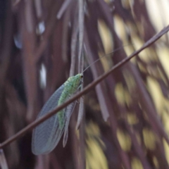 Chrysopidae (family) (Unidentified Green lacewing) at Turner, ACT - 18 Sep 2023 by ConBoekel