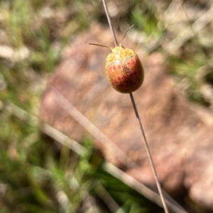 Paropsis obsoleta at Hall, ACT - 16 Sep 2023