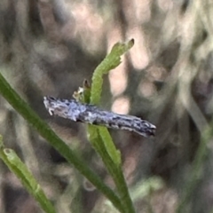 Epermenia exilis (Shark Moth (family Epermeniidae)) at Ainslie, ACT - 16 Sep 2023 by Pirom