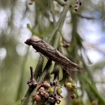 Gnathifera eurybias (A Fringe-tufted Moth) at Mount Ainslie - 21 Sep 2023 by Pirom