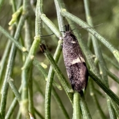 Leistomorpha brontoscopa (A concealer moth) at Mount Ainslie - 21 Sep 2023 by Pirom