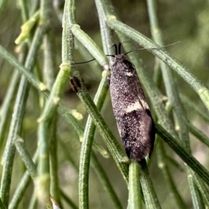 Leistomorpha brontoscopa at Ainslie, ACT - 21 Sep 2023 12:45 PM