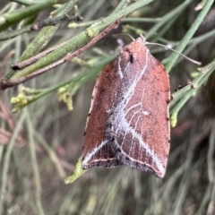 Arachnographa micrastrella (A concealer moth) at Mount Ainslie - 21 Sep 2023 by Pirom