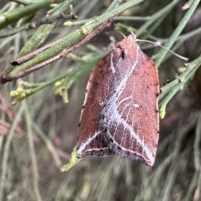 Arachnographa micrastrella (A concealer moth) at Ainslie, ACT - 21 Sep 2023 by Pirom