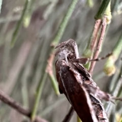 Arachnographa micrastrella at Ainslie, ACT - 21 Sep 2023