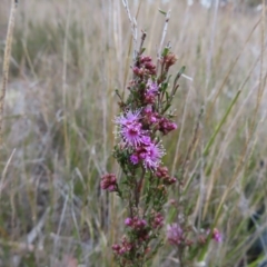 Kunzea parvifolia (Violet Kunzea) at Bombay, NSW - 21 Sep 2023 by MatthewFrawley