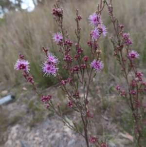 Kunzea parvifolia at Bombay, NSW - 21 Sep 2023 03:12 PM