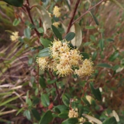 Pomaderris andromedifolia at Bombay, NSW - 21 Sep 2023 by MatthewFrawley