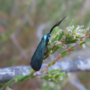 Pollanisus (genus) at Bombay, NSW - 21 Sep 2023