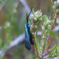 Pollanisus (genus) at Bombay, NSW - 21 Sep 2023