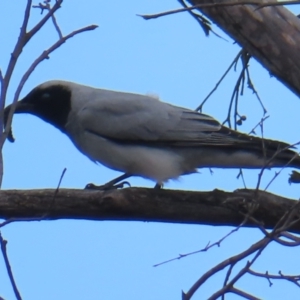 Coracina novaehollandiae at Bombay, NSW - 21 Sep 2023