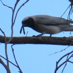 Coracina novaehollandiae at Bombay, NSW - 21 Sep 2023