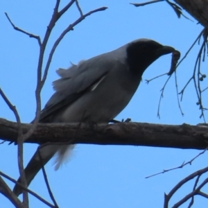 Coracina novaehollandiae at Bombay, NSW - 21 Sep 2023