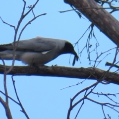 Coracina novaehollandiae at Bombay, NSW - 21 Sep 2023