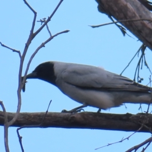 Coracina novaehollandiae at Bombay, NSW - 21 Sep 2023