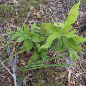 Lomatia ilicifolia at Bombay, NSW - 21 Sep 2023 03:35 PM