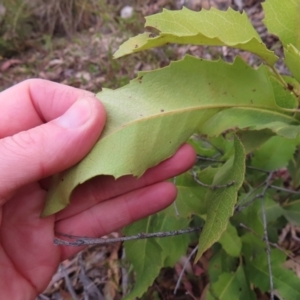 Lomatia ilicifolia at Bombay, NSW - 21 Sep 2023 03:35 PM