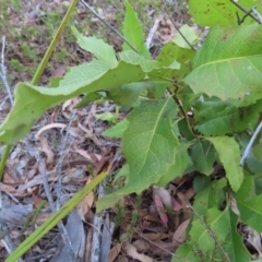 Lomatia ilicifolia at Bombay, NSW - 21 Sep 2023 03:35 PM