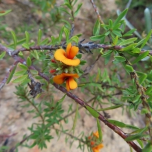 Pultenaea subspicata at Bombay, NSW - 21 Sep 2023 03:40 PM