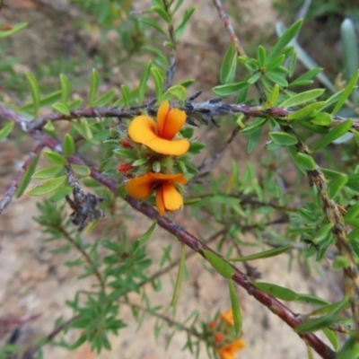 Pultenaea subspicata (Low Bush-pea) at Bombay, NSW - 21 Sep 2023 by MatthewFrawley