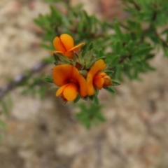 Pultenaea subspicata at Bombay, NSW - 21 Sep 2023 03:40 PM