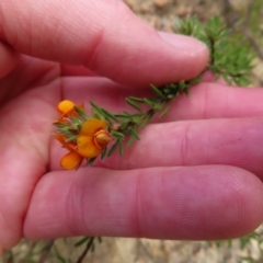 Pultenaea subspicata at Bombay, NSW - 21 Sep 2023 03:40 PM