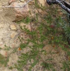 Pultenaea subspicata at Bombay, NSW - 21 Sep 2023 03:40 PM