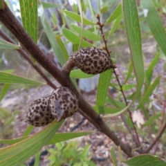 Hakea dactyloides (Finger Hakea) at Bombay, NSW - 21 Sep 2023 by MatthewFrawley