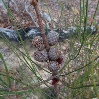 Allocasuarina paludosa at Bombay, NSW - 21 Sep 2023 by MatthewFrawley