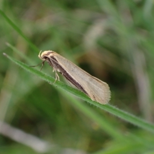 Philobota mathematica group undescribed species. at Murrumbateman, NSW - 15 Sep 2023