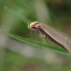 Philobota mathematica group undescribed species. at Murrumbateman, NSW - 15 Sep 2023 03:05 PM