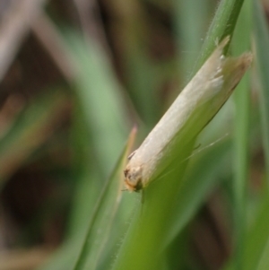 Philobota mathematica group undescribed species. at Murrumbateman, NSW - 15 Sep 2023