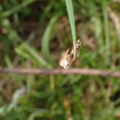 Philobota mathematica group undescribed species. at Murrumbateman, NSW - 15 Sep 2023 03:05 PM