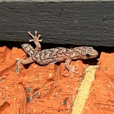 Christinus marmoratus (Southern Marbled Gecko) at Holt, ACT - 21 Sep 2023 by JimL