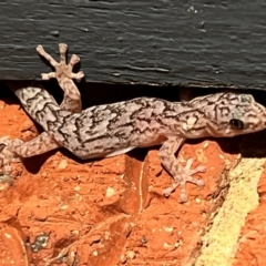 Christinus marmoratus at Holt, ACT - suppressed