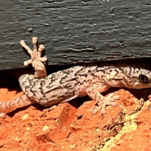 Christinus marmoratus at Holt, ACT - suppressed