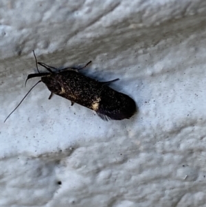 Leistomorpha brontoscopa at Mitchell, ACT - 21 Sep 2023 07:29 AM