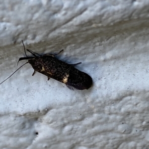 Leistomorpha brontoscopa at Mitchell, ACT - 21 Sep 2023