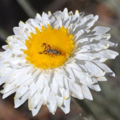 Austrotephritis poenia (Australian Fruit Fly) at Queanbeyan West, NSW - 21 Sep 2023 by Harrisi