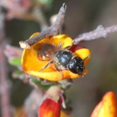 Euhesma sp. (genus) (A colletid bee) at Mount Jerrabomberra QP - 21 Sep 2023 by Harrisi