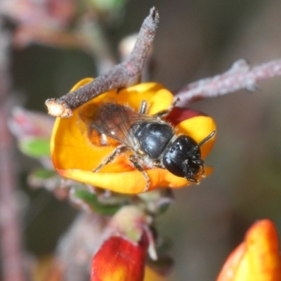 Euhesma sp. (genus) (A colletid bee) at Mount Jerrabomberra QP - 21 Sep 2023 by Harrisi