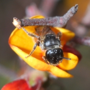 Euhesma sp. (genus) at Karabar, NSW - 21 Sep 2023