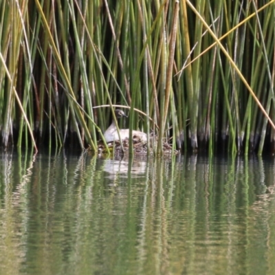 Tachybaptus novaehollandiae (Australasian Grebe) at National Arboretum Forests - 21 Sep 2023 by RodDeb