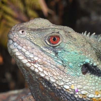 Intellagama lesueurii howittii (Gippsland Water Dragon) at Acton, ACT - 20 Sep 2023 by Harrisi