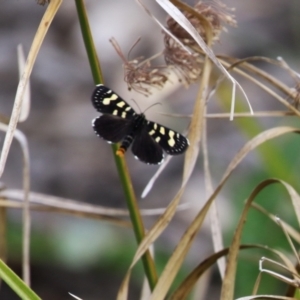 Phalaenoides tristifica at Molonglo Valley, ACT - 21 Sep 2023