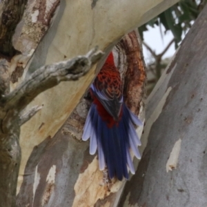 Platycercus elegans at Yarralumla, ACT - 21 Sep 2023