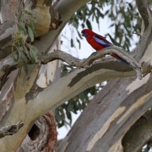 Platycercus elegans at Yarralumla, ACT - 21 Sep 2023