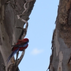 Platycercus elegans at Yarralumla, ACT - 21 Sep 2023